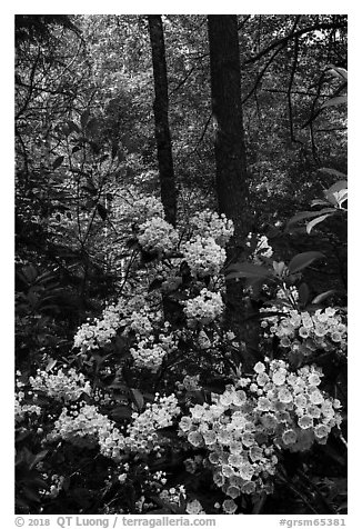 Mountain Laurel blooming in forest, Cataloochee, North Carolina. Great Smoky Mountains National Park (black and white)
