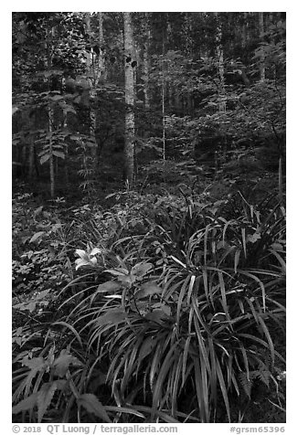 Orange day-lily (hemerocallis fulva) in lush forest, Elkmont, Tennessee. Great Smoky Mountains National Park (black and white)
