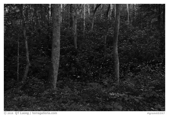 Fireflies light trails over steep hill, Elkmont, Tennessee. Great Smoky Mountains National Park (black and white)