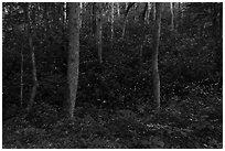 Fireflies light trails over steep hill, Elkmont, Tennessee. Great Smoky Mountains National Park ( black and white)