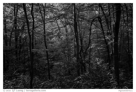 Forest with late afternoon sunlight, Elkmont, Tennessee. Great Smoky Mountains National Park (black and white)