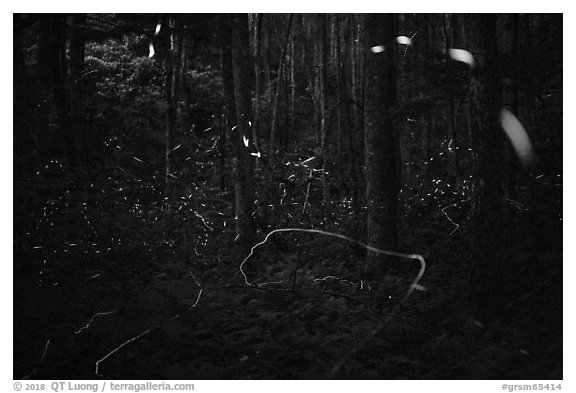 Light trails of Synchronous and Blue Ghost fireflies, Elkmont, Tennessee. Great Smoky Mountains National Park (black and white)