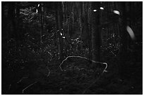Light trails of Synchronous and Blue Ghost fireflies, Elkmont, Tennessee. Great Smoky Mountains National Park ( black and white)