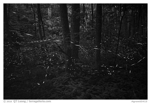 Light trails of Synchronous fireflies, Elkmont, Tennessee. Great Smoky Mountains National Park (black and white)