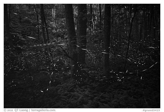 Light trails of Synchronous fireflies, Elkmont, Tennessee. Great Smoky Mountains National Park (black and white)