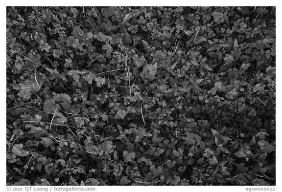 Close-up of clover and wildflowers, North Carolina. Great Smoky Mountains National Park (black and white)