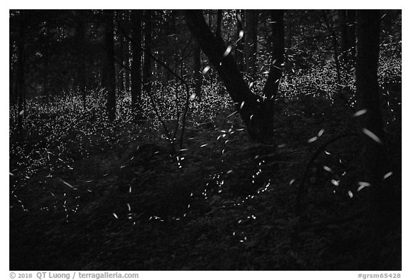 Synchronous lightning bugs (Photinus carolinus), late evening, Elkmont, Tennessee. Great Smoky Mountains National Park (black and white)