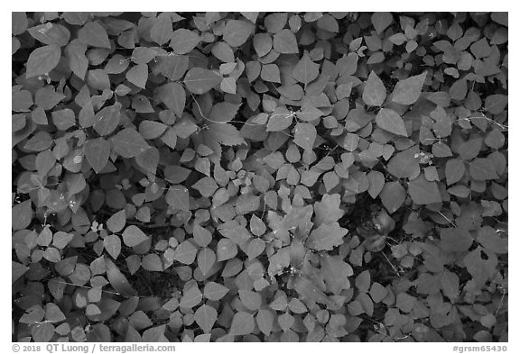 Close-up of forest floor, Little River, Tennessee. Great Smoky Mountains National Park (black and white)