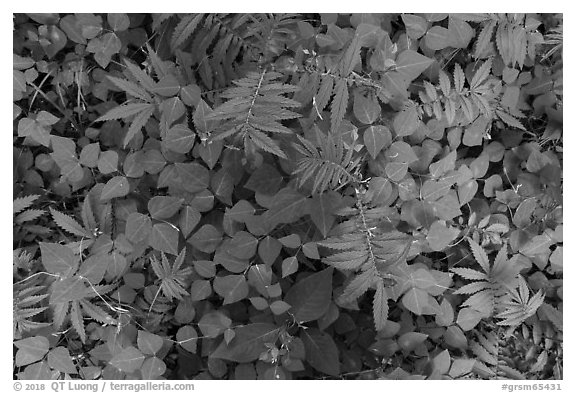 Close-up of ferns and leaves on forest floor, Little River, Tennessee. Great Smoky Mountains National Park (black and white)