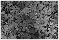 Close-up of ferns and leaves on forest floor, Little River, Tennessee. Great Smoky Mountains National Park ( black and white)