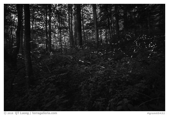 Light bugs in forest, Elkmont, Tennessee. Great Smoky Mountains National Park (black and white)