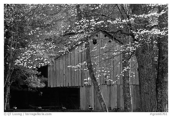 Historical barn with flowering dogwood in spring, Cades Cove, Tennessee. Great Smoky Mountains National Park (black and white)