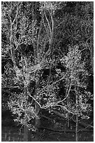 Tree in early spring foliage, Cades Cove, Tennessee. Great Smoky Mountains National Park ( black and white)