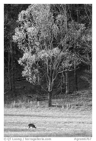 Deer in meadow and forest, Cades Cove, Tennessee. Great Smoky Mountains National Park, USA.