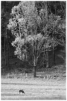 Deer in meadow and forest, Cades Cove, Tennessee. Great Smoky Mountains National Park, USA. (black and white)