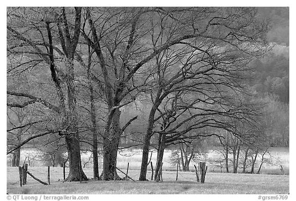 Trees in fenced meadow, early spring, Cades Cove, Tennessee. Great Smoky Mountains National Park, USA.