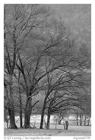 Meadow with trees in early spring, Cades Cove, Tennessee. Great Smoky Mountains National Park, USA.