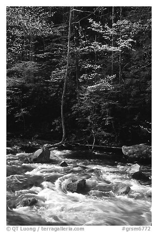 Sunlit Little River and dogwood tree in bloom, early morning, Tennessee. Great Smoky Mountains National Park (black and white)
