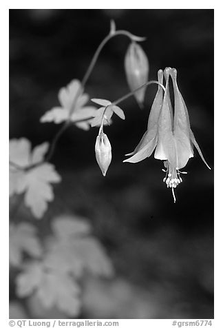Red Columbine (Aquilegia candensis) close-up, Tennessee. Great Smoky Mountains National Park (black and white)