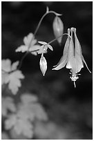 Red Columbine (Aquilegia candensis) close-up, Tennessee. Great Smoky Mountains National Park, USA. (black and white)