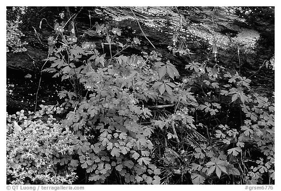 Undergrowth with Forget-me-nots and red Columbine, Tennessee. Great Smoky Mountains National Park, USA.