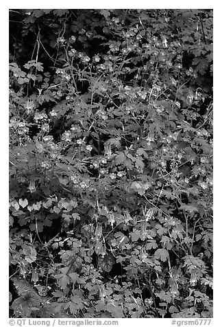 Blue forget-me-nots and Red Columbine, Tennessee. Great Smoky Mountains National Park (black and white)