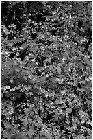 Blue forget-me-nots and Red Columbine, Tennessee. Great Smoky Mountains National Park ( black and white)