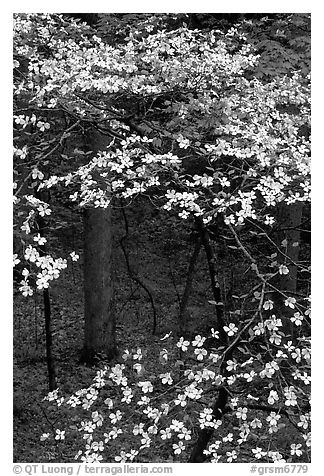Dogwood tree with white blooms, Tennessee. Great Smoky Mountains National Park (black and white)