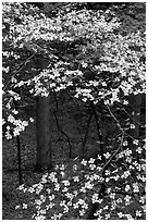 Dogwood tree with white blooms, Tennessee. Great Smoky Mountains National Park ( black and white)