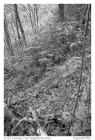 Flame Azaleas along Laurel Falls trail, Tennessee. Great Smoky Mountains National Park (black and white)