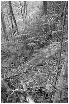 Flame Azaleas along Laurel Falls trail, Tennessee. Great Smoky Mountains National Park, USA. (black and white)