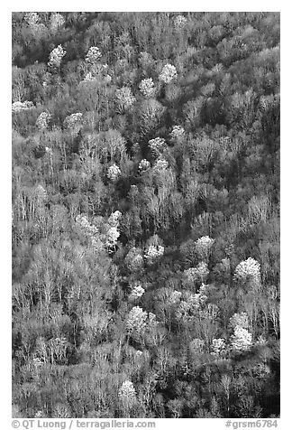 Distant mountain slope with partly leafed trees, North Carolina. Great Smoky Mountains National Park (black and white)