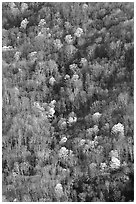 Distant mountain slope with partly leafed trees, North Carolina. Great Smoky Mountains National Park, USA. (black and white)