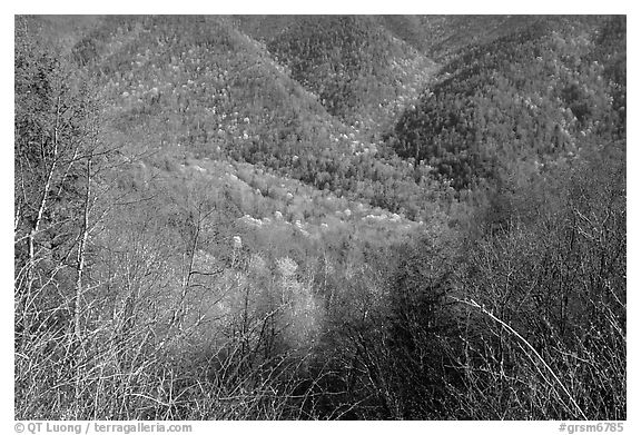 Shrubs and hillside, North Carolina. Great Smoky Mountains National Park, USA.