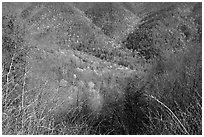 Shrubs and hillside, North Carolina. Great Smoky Mountains National Park, USA. (black and white)