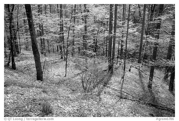 Sunny forest with blue flowers on floor, Big Cove, North Carolina. Great Smoky Mountains National Park, USA.