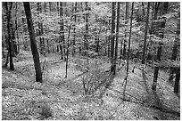 Sunny forest with blue flowers on floor, Big Cove, North Carolina. Great Smoky Mountains National Park, USA. (black and white)