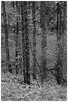 Forest with undergrowth of blue flowers, North Carolina. Great Smoky Mountains National Park, USA. (black and white)