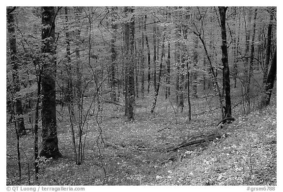Forest in spring with wildflowers, North Carolina. Great Smoky Mountains National Park (black and white)