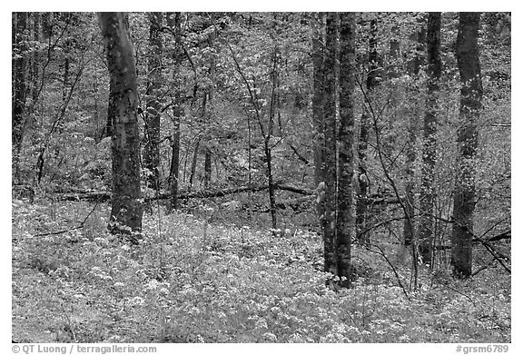 Carpet of white and blue wildflowers in spring forest, North Carolina. Great Smoky Mountains National Park, USA.