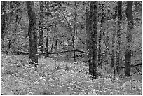 Carpet of white and blue wildflowers in spring forest, North Carolina. Great Smoky Mountains National Park, USA. (black and white)