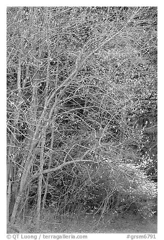 Trees begining to leaf out in spring, North Carolina. Great Smoky Mountains National Park (black and white)