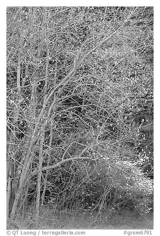 Trees begining to leaf out in spring, North Carolina. Great Smoky Mountains National Park, USA.