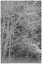 Trees begining to leaf out in spring, North Carolina. Great Smoky Mountains National Park ( black and white)