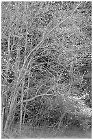 Trees begining to leaf out in spring, North Carolina. Great Smoky Mountains National Park, USA. (black and white)