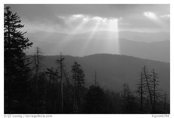 Silhouetted trees and God's rays from Clingmans Dome, early morning, North Carolina. Great Smoky Mountains National Park, USA.