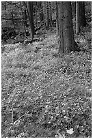 Blue flowers in forest, Chimney area, Tennessee. Great Smoky Mountains National Park ( black and white)