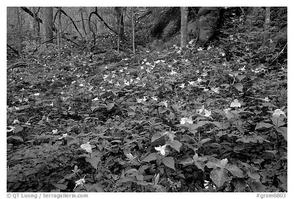 Carpet of multicolored Trilium in forest, Chimney area, Tennessee. Great Smoky Mountains National Park, USA.