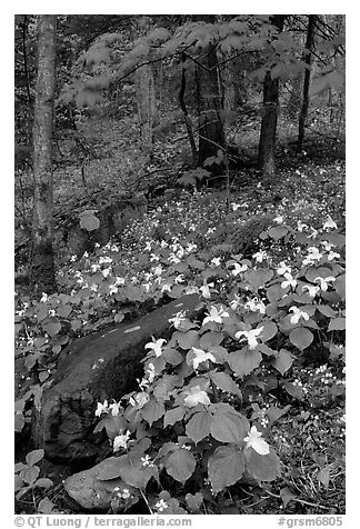 Carpet of White Trilium in verdant forest, Chimney area, Tennessee. Great Smoky Mountains National Park, USA.