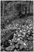 Carpet of White Trilium in verdant forest, Chimney area, Tennessee. Great Smoky Mountains National Park, USA. (black and white)